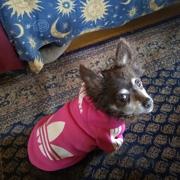 Meet your Posher, Amy - Picture 2 of 2